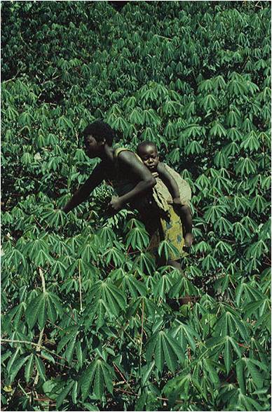 Cassava field